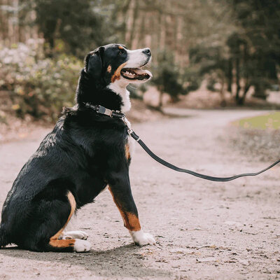 Vodítko stopovacie s uškom pogumované, 19mm/5m, nerezová karabína, modré