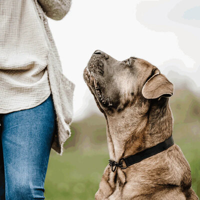 Obojok nastaviteľný BioThane 25mm/40-65cm, s retiazkou, ružová